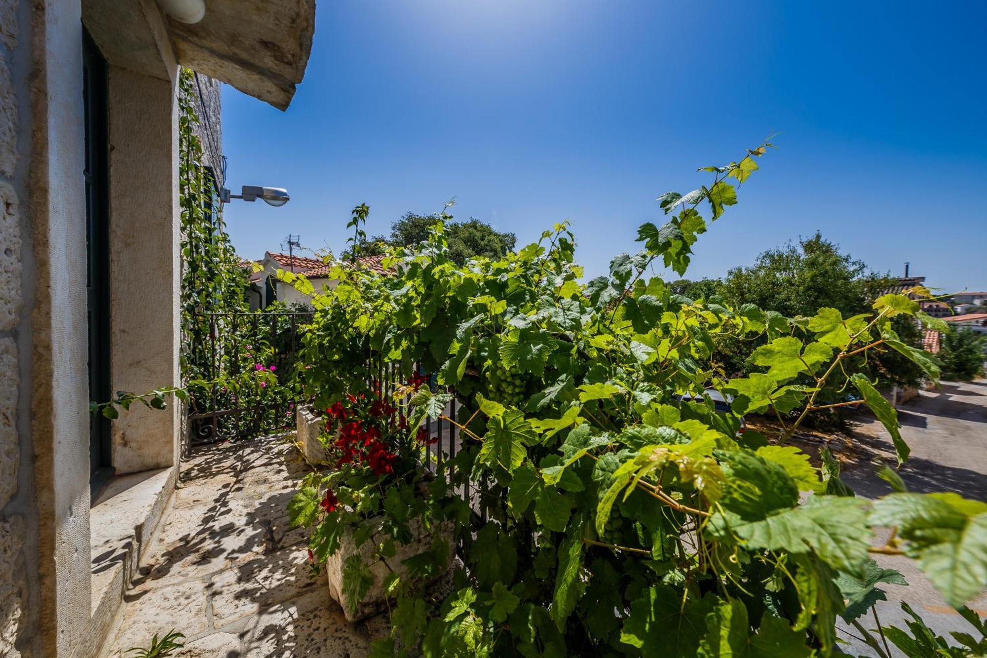 Rustica Dalmatia Seget Vranjica